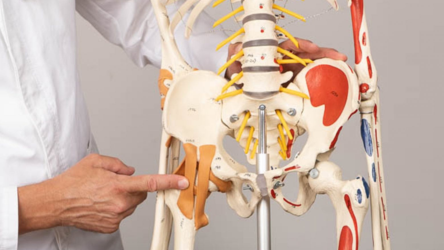 Zglobovi čoveka i njihove kategorije